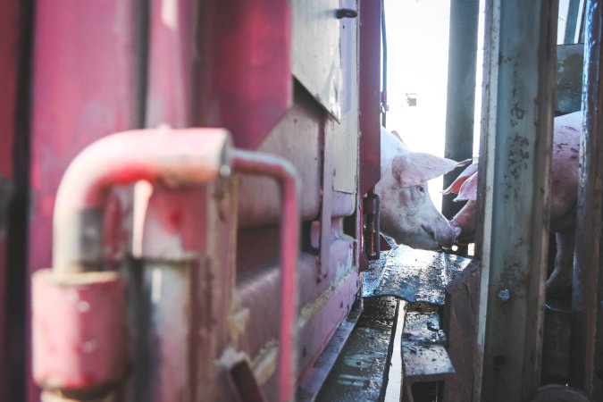 Activists bearing witness to pigs being unloaded at Benalla pig slaughterhouse in Victoria