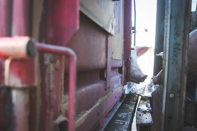 Activists bearing witness to pigs being unloaded at Benalla pig slaughterhouse in Victoria