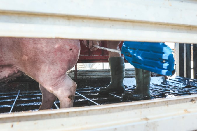 Activists bearing witness to pigs being unloaded at Benalla pig slaughterhouse in Victoria