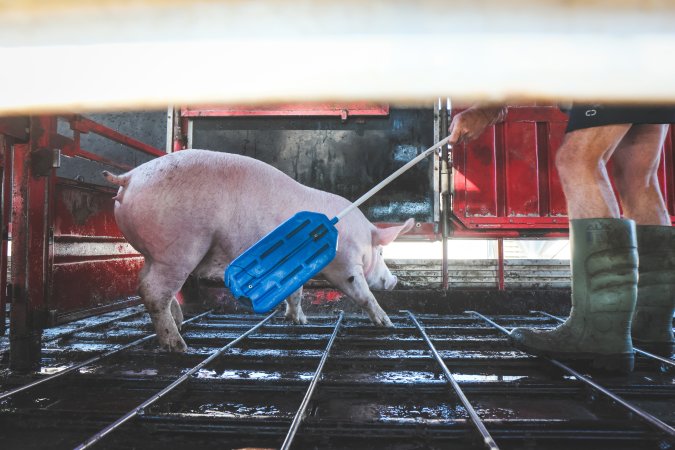 Activists bearing witness to pigs being unloaded at Benalla pig slaughterhouse in Victoria