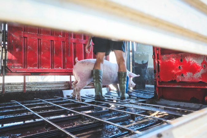 Activists bearing witness to pigs being unloaded at Benalla pig slaughterhouse in Victoria