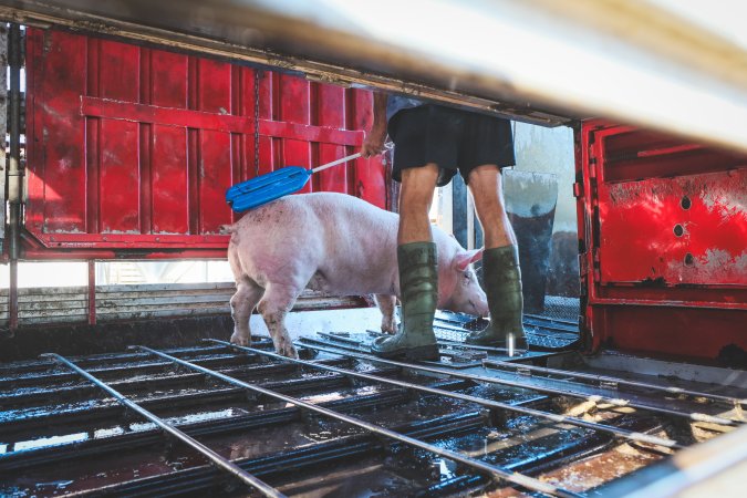 Activists bearing witness to pigs being unloaded at Benalla pig slaughterhouse in Victoria