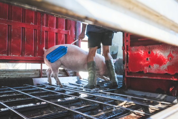 Activists bearing witness to pigs being unloaded at Benalla pig slaughterhouse in Victoria