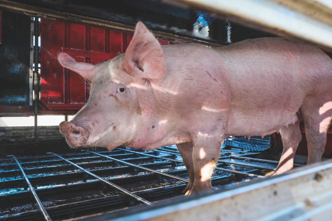 Activists bearing witness to pigs being unloaded at Benalla pig slaughterhouse in Victoria