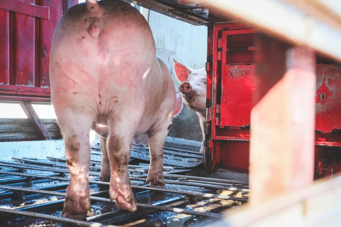 Activists bearing witness to pigs being unloaded at Benalla pig slaughterhouse in Victoria