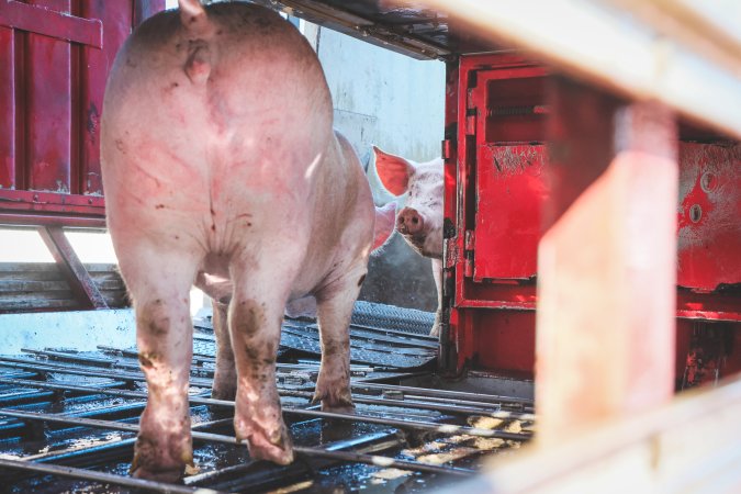 Activists bearing witness to pigs being unloaded at Benalla pig slaughterhouse in Victoria