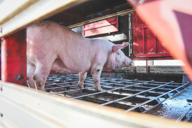 Activists bearing witness to pigs being unloaded at Benalla pig slaughterhouse in Victoria