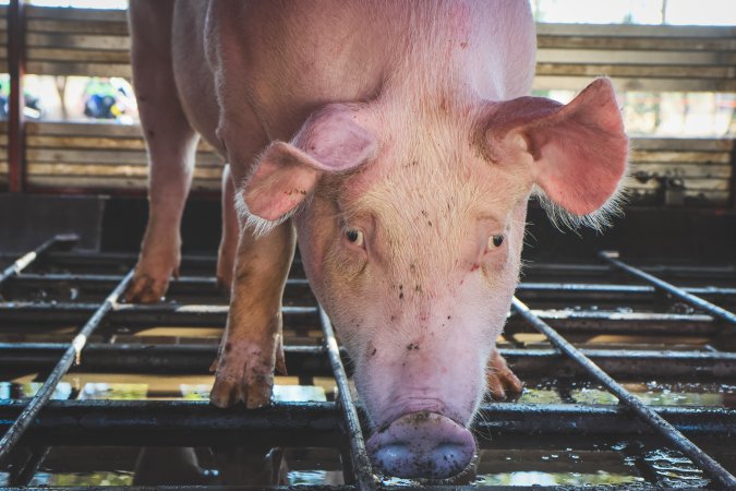 Activists bearing witness to pigs being unloaded at Benalla pig slaughterhouse in Victoria