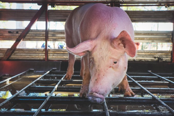 Activists bearing witness to pigs being unloaded at Benalla pig slaughterhouse in Victoria