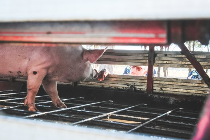 Activists bearing witness to pigs being unloaded at Benalla pig slaughterhouse in Victoria