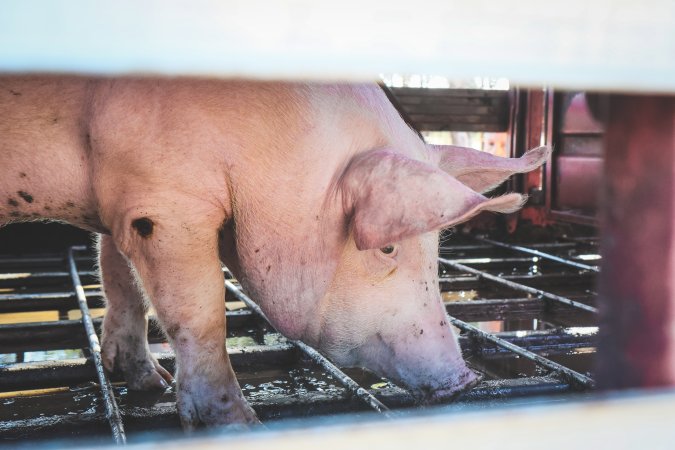 Activists bearing witness to pigs being unloaded at Benalla pig slaughterhouse in Victoria