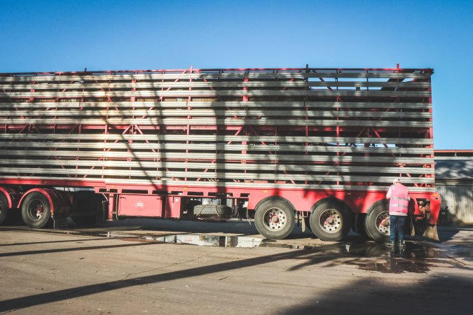 Activists bearing witness to pigs being unloaded at Benalla pig slaughterhouse in Victoria