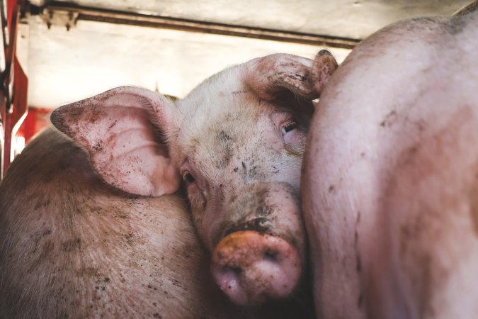 Activists bearing witness to pigs being unloaded at Benalla pig slaughterhouse in Victoria