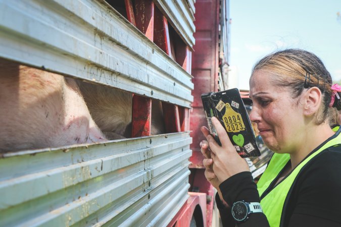 Activists bearing witness to pigs being unloaded at Benalla pig slaughterhouse in Victoria