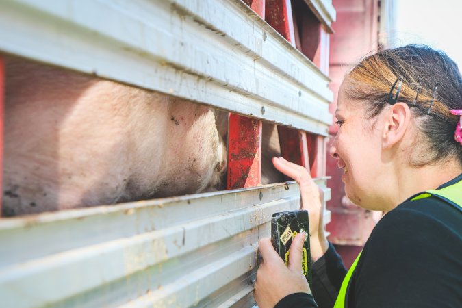 Activists bearing witness to pigs being unloaded at Benalla pig slaughterhouse in Victoria