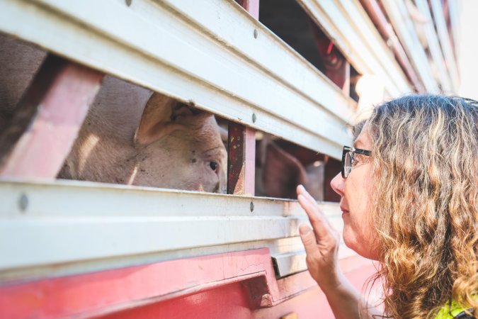 Activists bearing witness to pigs being unloaded at Benalla pig slaughterhouse in Victoria