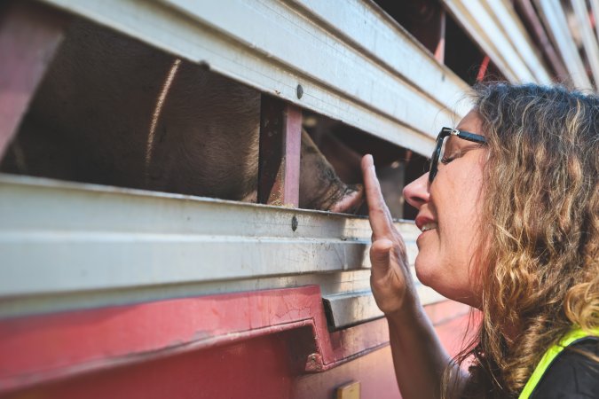 Activists bearing witness to pigs being unloaded at Benalla pig slaughterhouse in Victoria