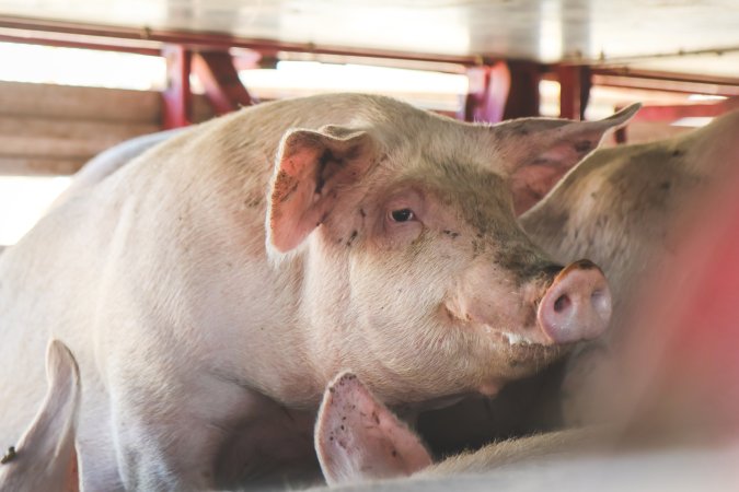 Activists bearing witness to pigs being unloaded at Benalla pig slaughterhouse in Victoria