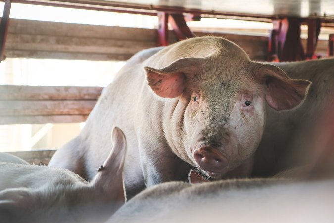 Activists bearing witness to pigs being unloaded at Benalla pig slaughterhouse in Victoria