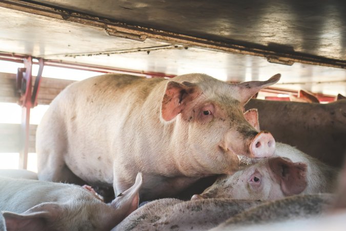 Activists bearing witness to pigs being unloaded at Benalla pig slaughterhouse in Victoria