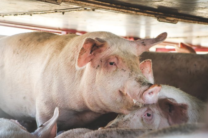 Activists bearing witness to pigs being unloaded at Benalla pig slaughterhouse in Victoria