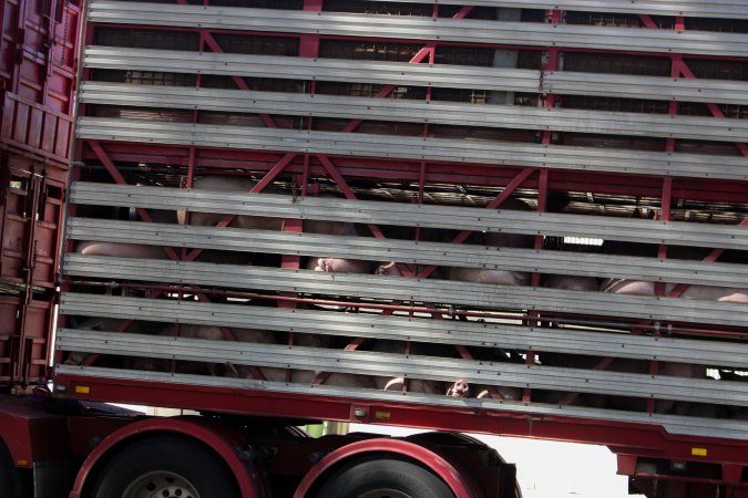 Transport Truck outside of Benalla