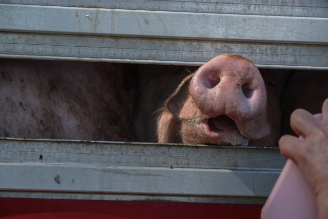 Pig inside of Transport Truck