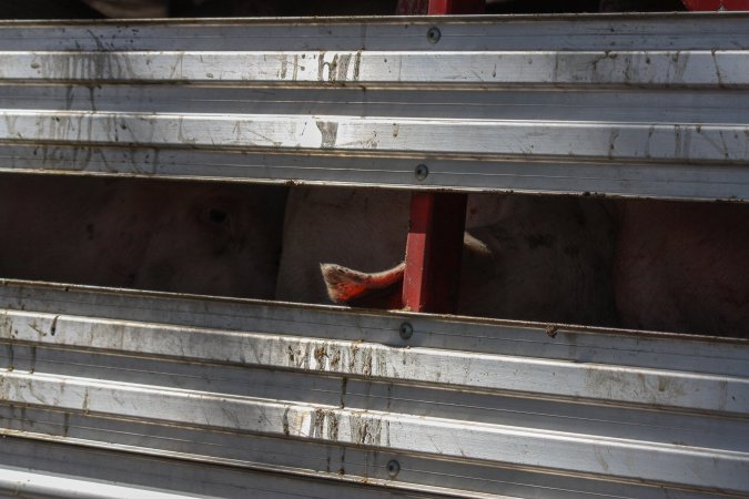 Pig inside of Transport Truck