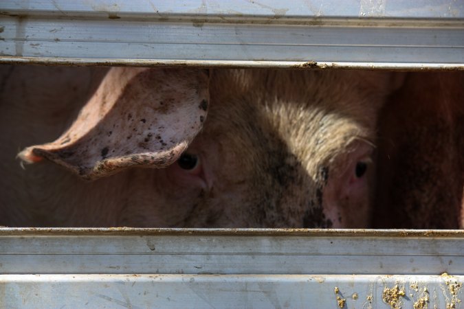 Pig inside of Transport Truck