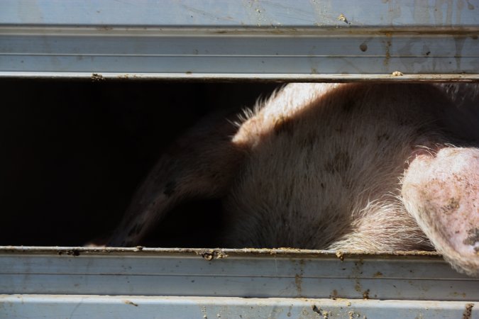 Pig inside of Transport Truck