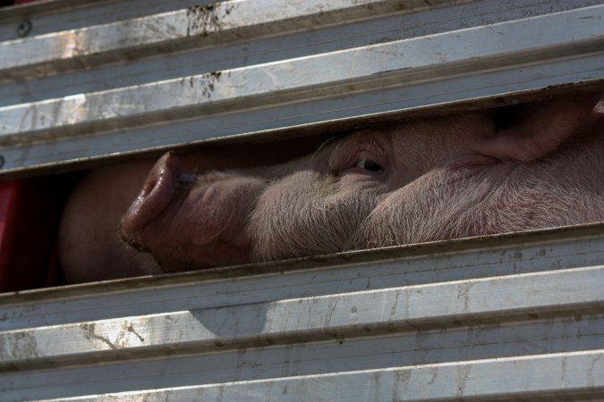 Pig inside of Transport Truck