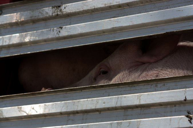 Pig inside of Transport Truck