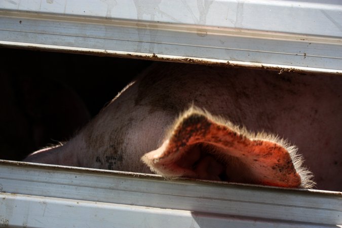 Pig inside of Transport Truck