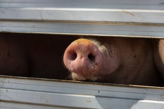 Pig inside of Transport Truck