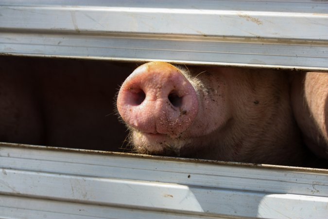 Pig inside of Transport Truck