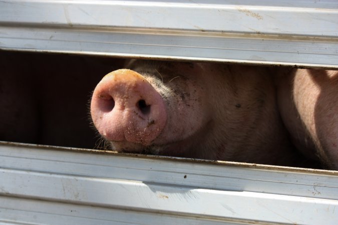 Pig inside of Transport Truck