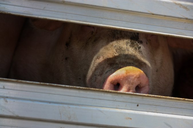 Pig inside of Transport Truck