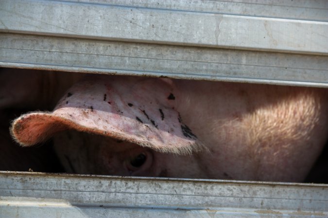 Pig inside of Transport Truck