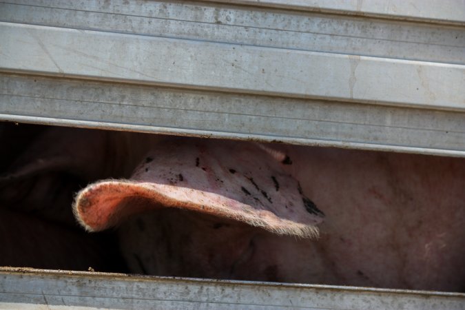 Pig inside of Transport Truck