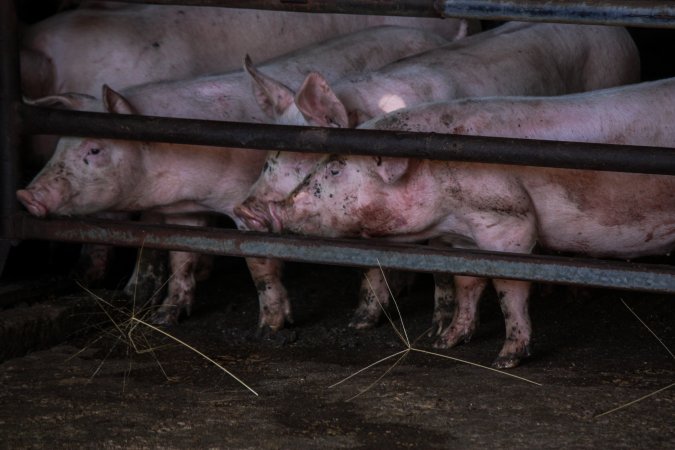 Piglets in Holding Pens