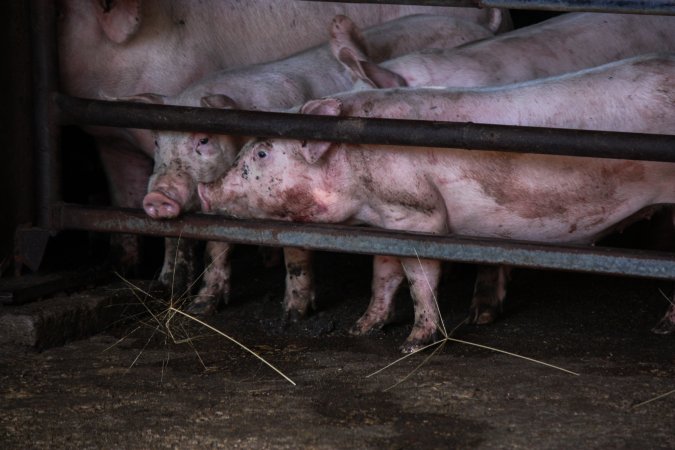 Piglets in Holding Pens