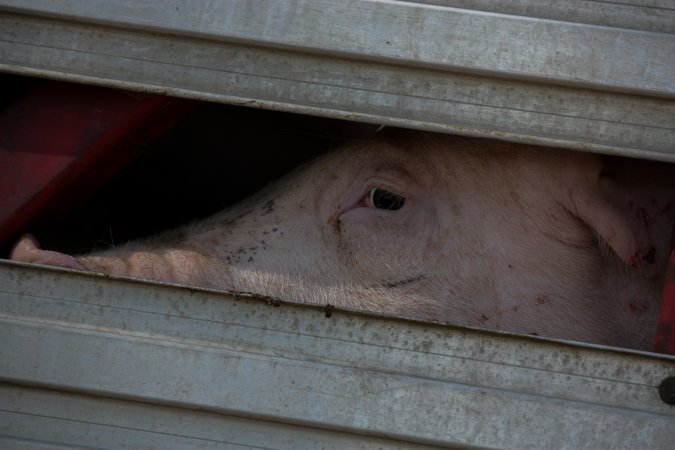 Pig inside of Transport Truck