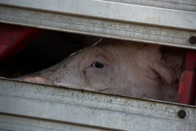 Pig inside of Transport Truck