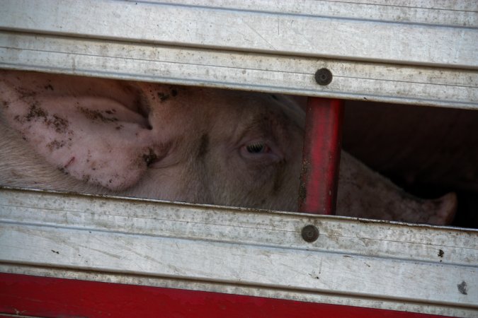 Pig inside of Transport Truck