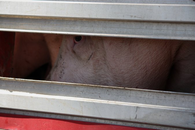 Pig inside of Transport Truck