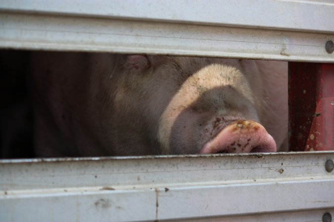 Pig inside of Transport Truck