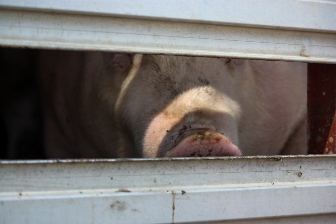 Pig inside of Transport Truck