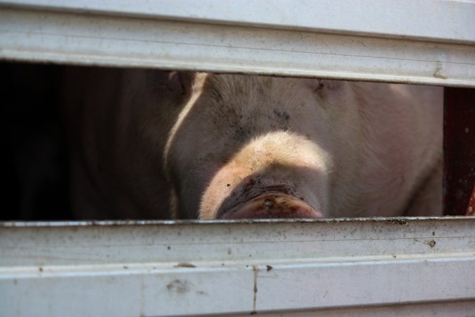 Pig inside of Transport Truck