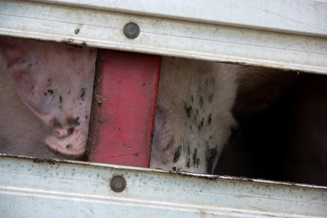 Pig inside of Transport Truck