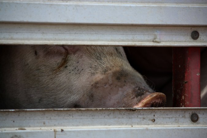 Pig inside of Transport Truck